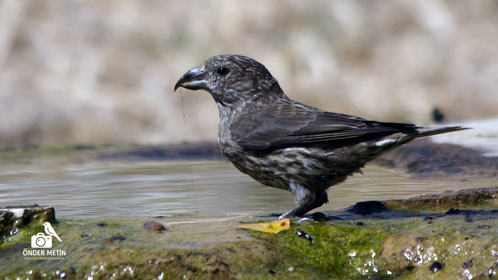 Red Crossbill
