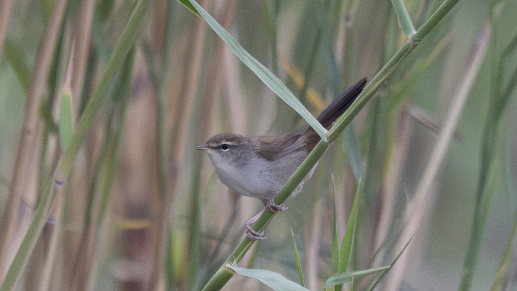 Cetti`s Warbler