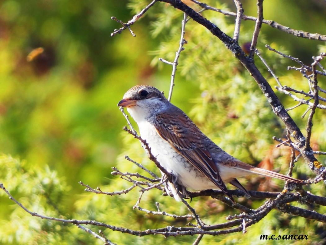 Red-backed Shrike