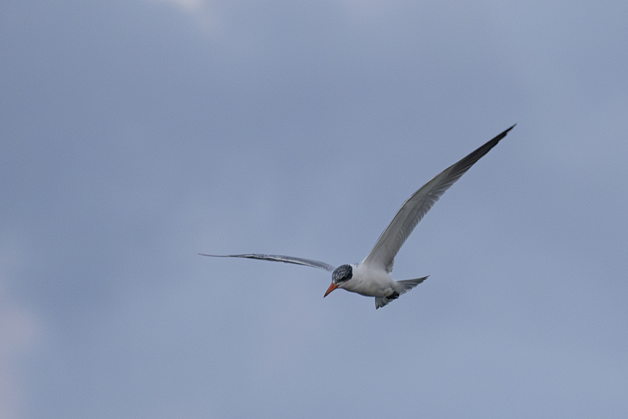 Caspian Tern