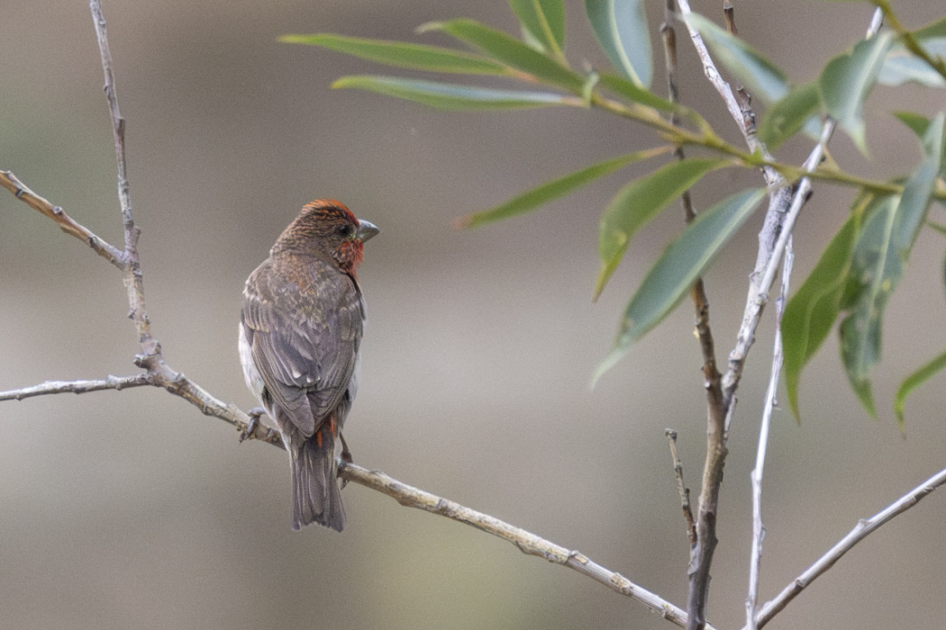 Common Rosefinch