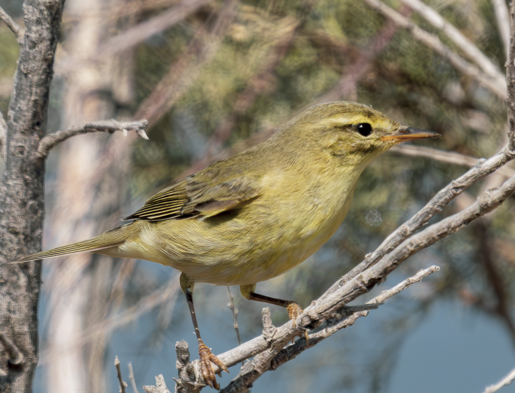 Willow Warbler