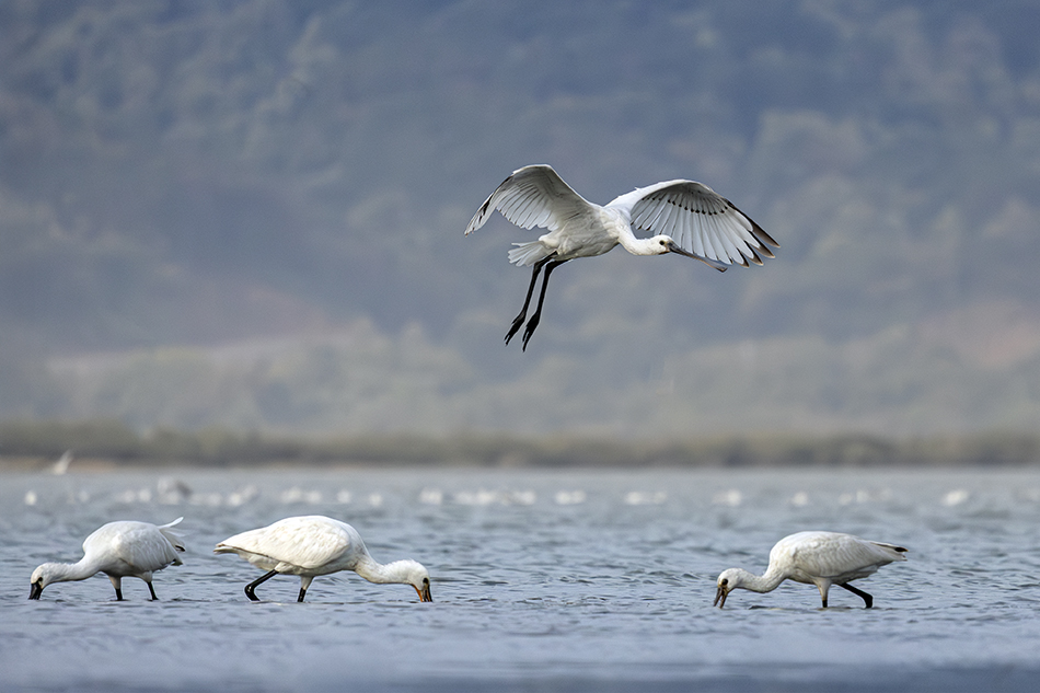 Eurasian Spoonbill
