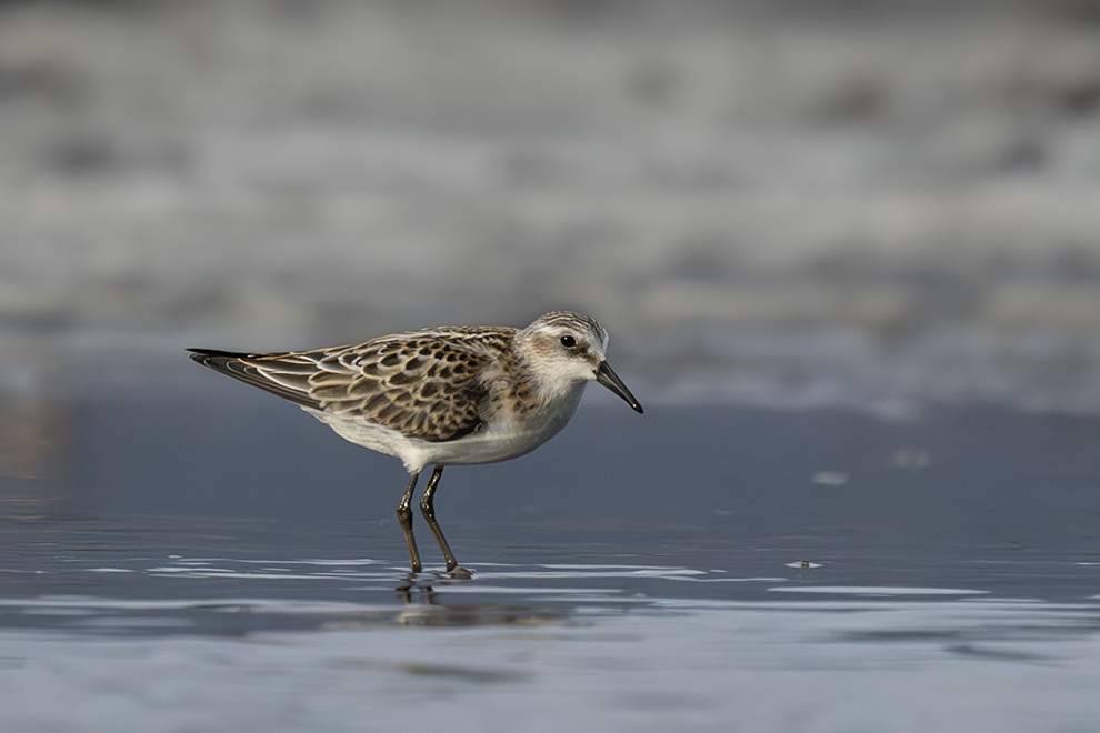 Little Stint