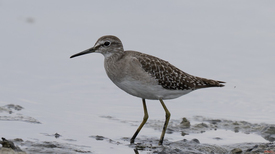 Wood Sandpiper