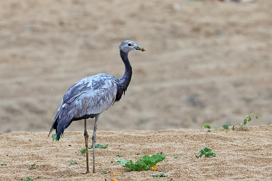 Demoiselle Crane