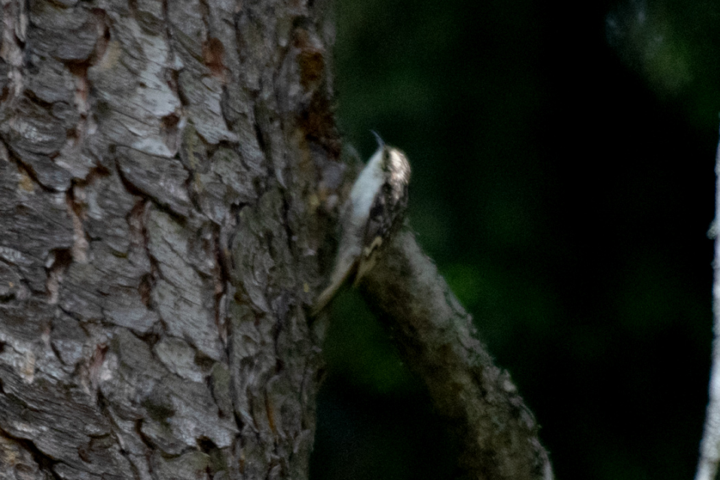 Eurasian Treecreeper