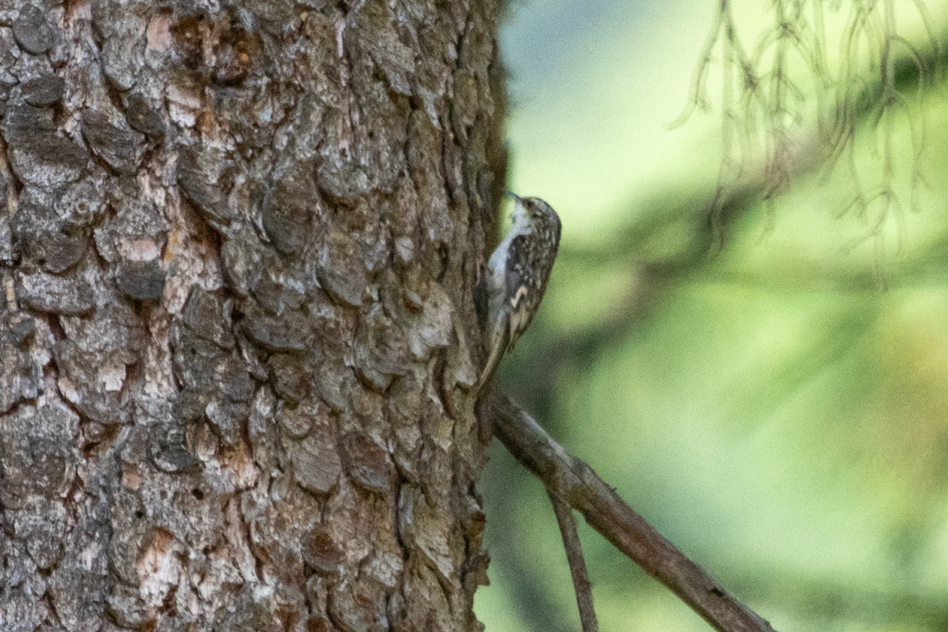 Short-toed Treecreeper
