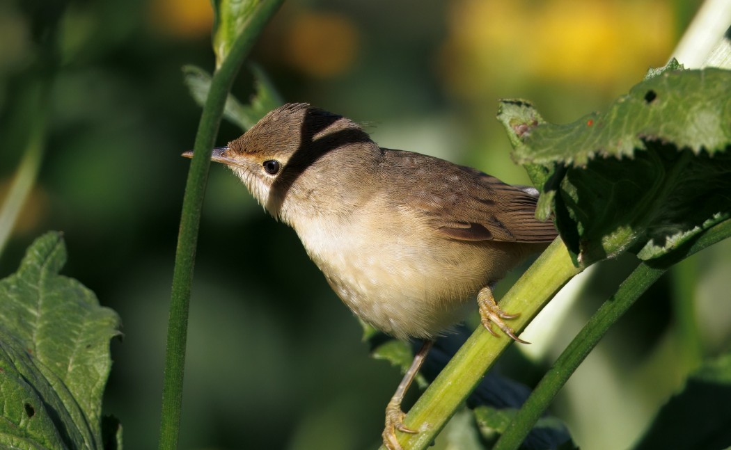 Marsh Warbler