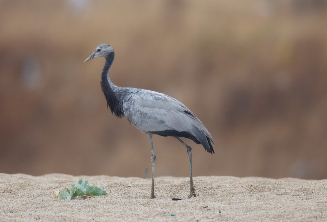 Demoiselle Crane