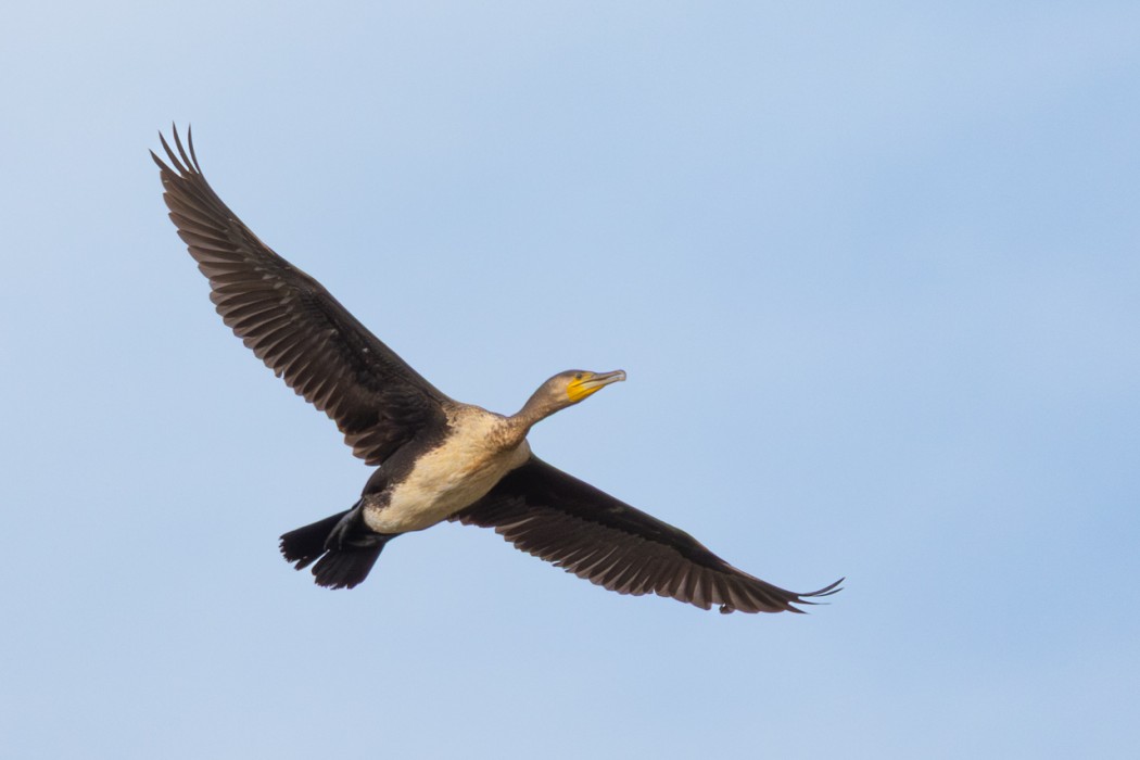 Great Cormorant
