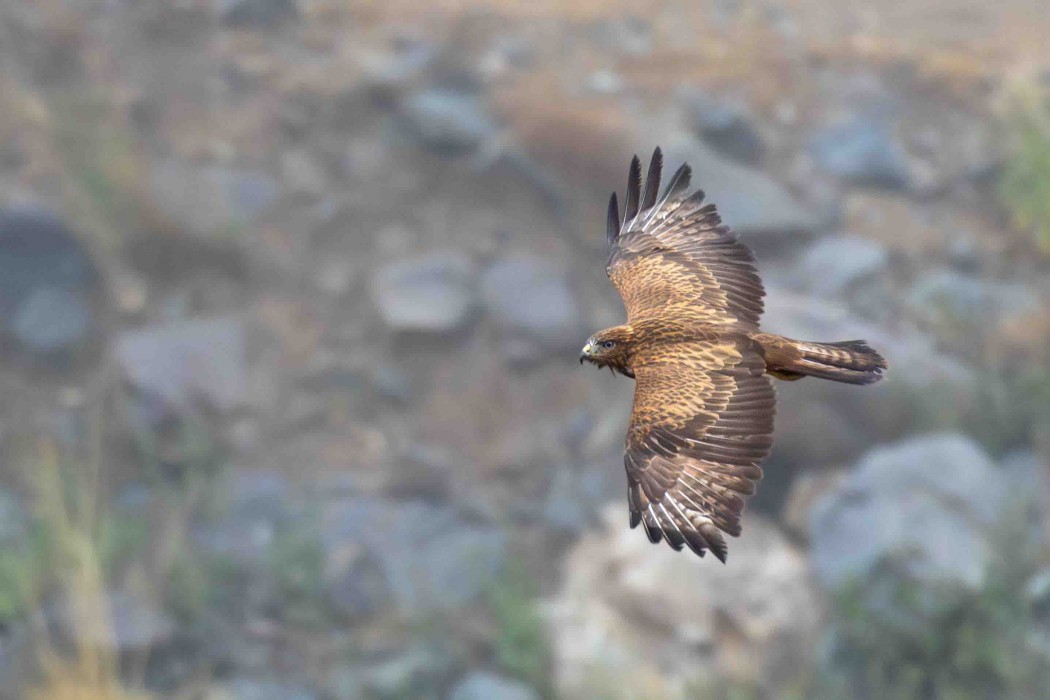 Common Buzzard