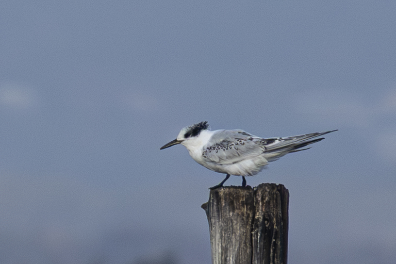 Sandwich Tern