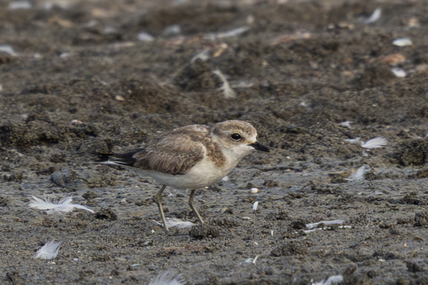 Kentish Plover