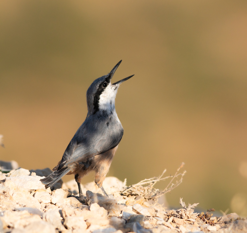 Western Rock Nuthatch