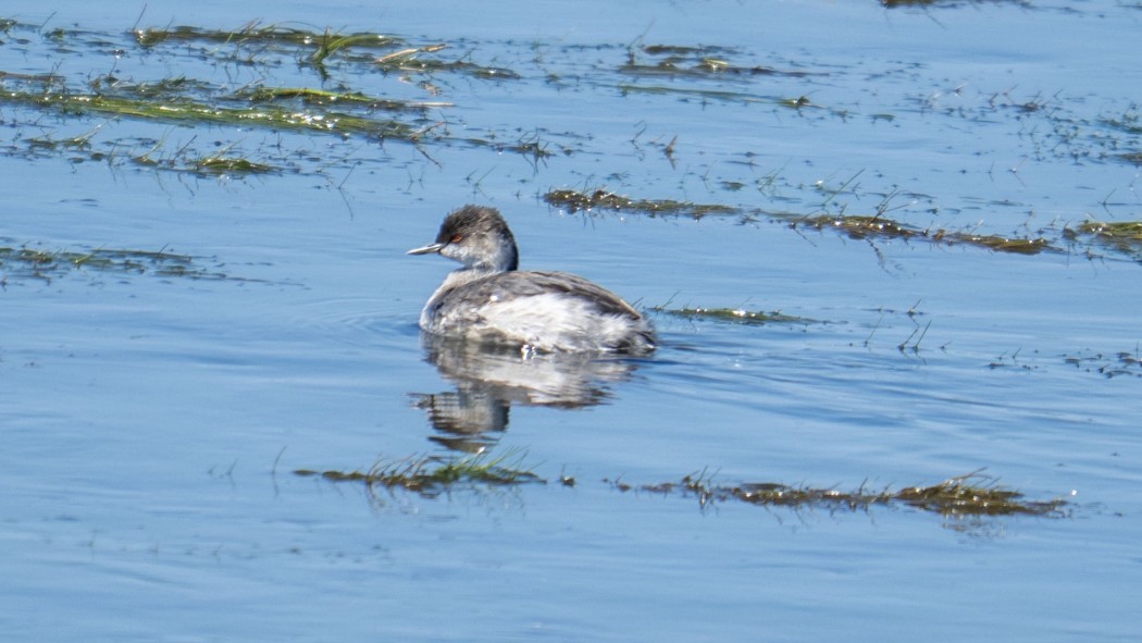 Black-necked Grebe
