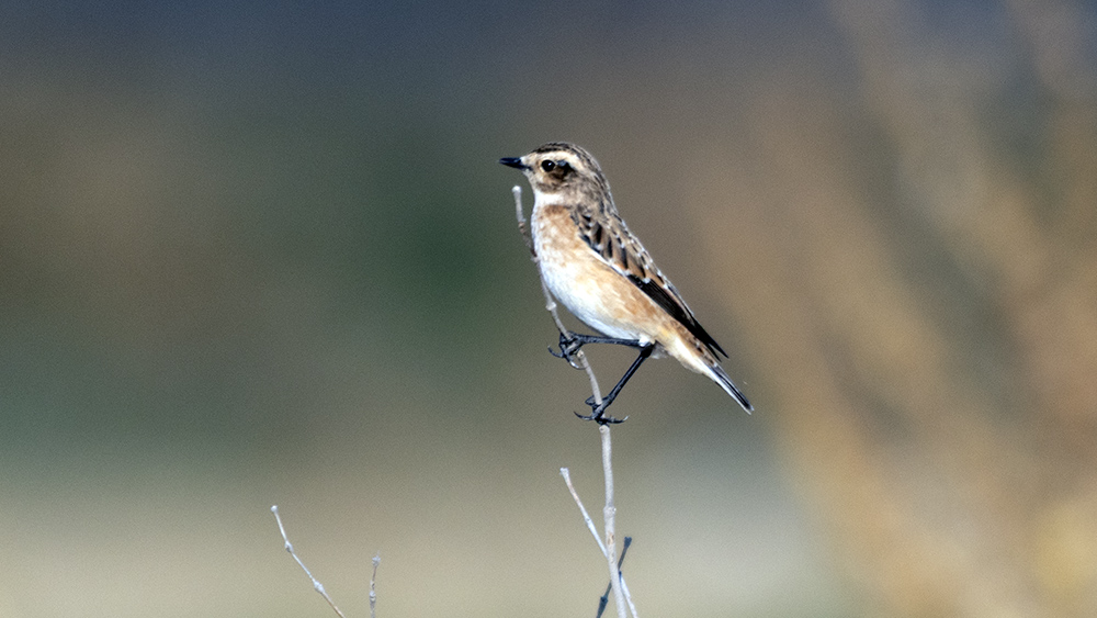 Whinchat