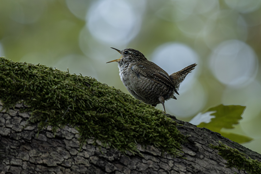Eurasian Wren