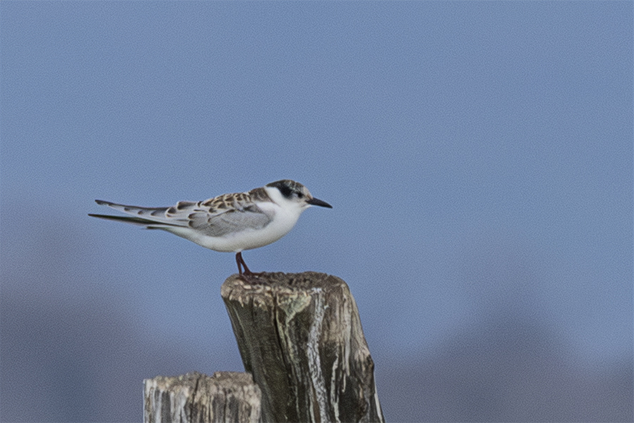 Whiskered Tern