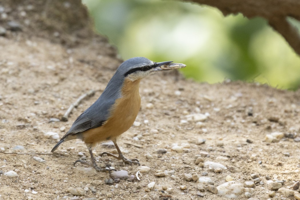 Eurasian Nuthatch