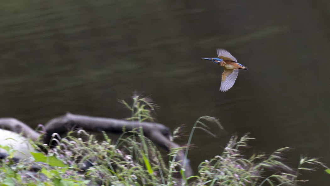 Common Kingfisher