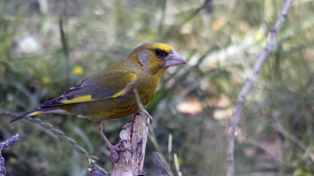 European Greenfinch
