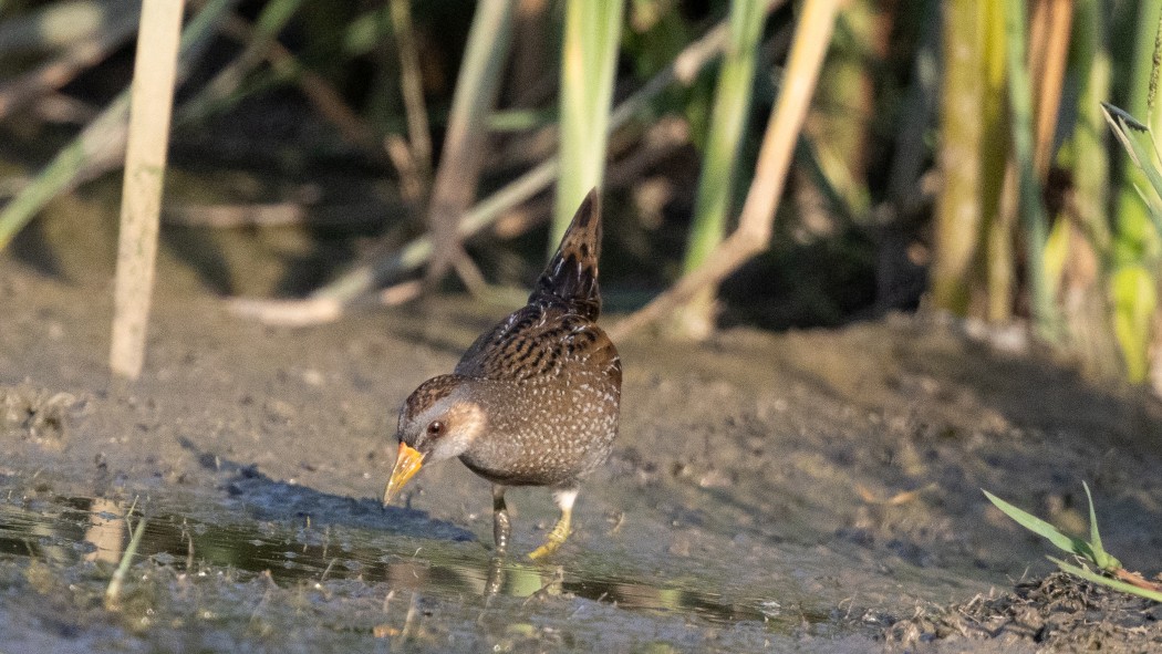 Spotted Crake