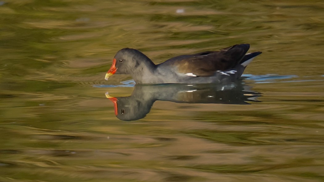 Common Moorhen