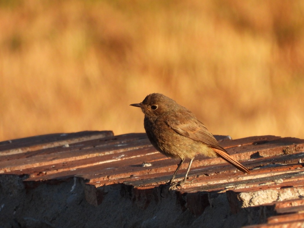Black Redstart