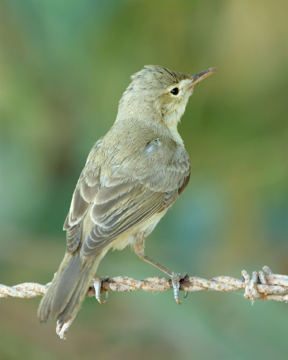 Eastern Olivaceous Warbler