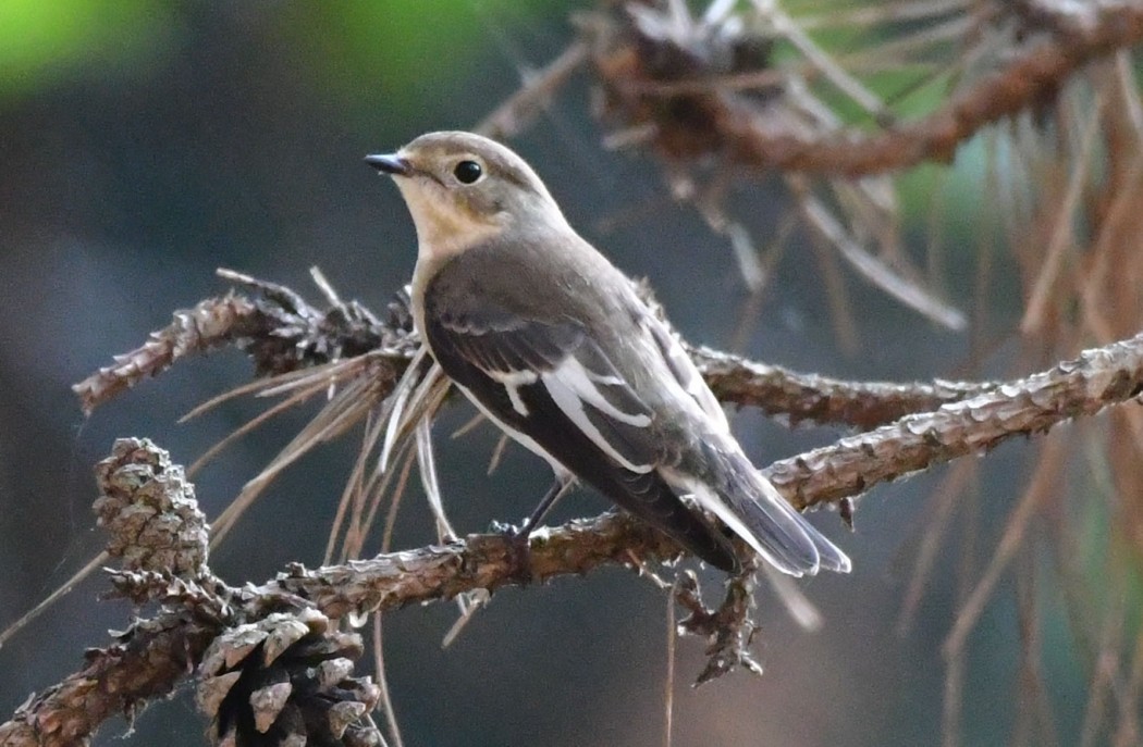 Semicollared Flycatcher