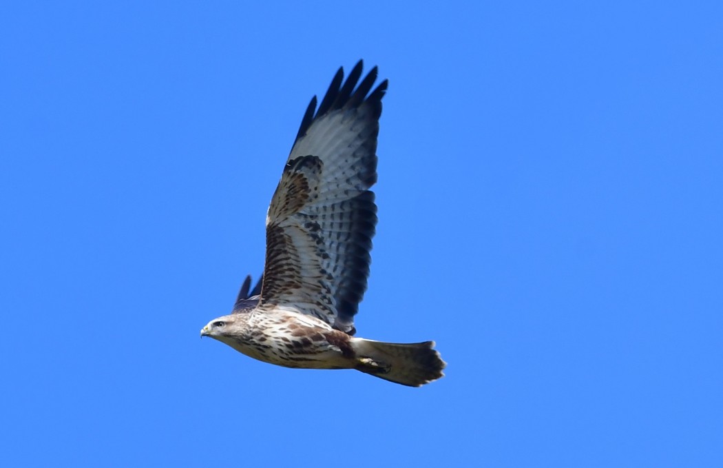 Common Buzzard