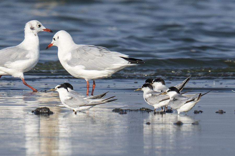 Little Tern