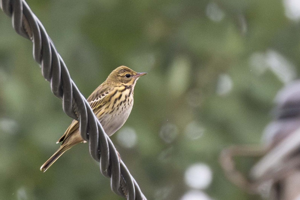Tree Pipit