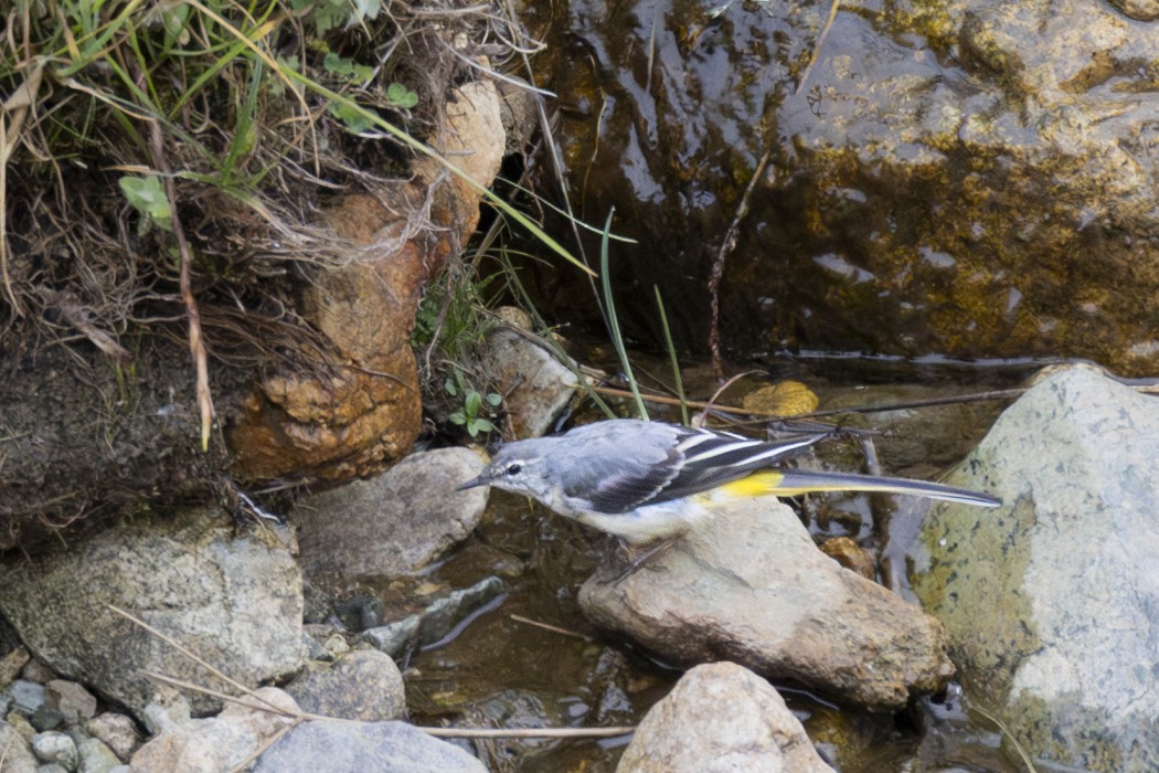 Grey Wagtail