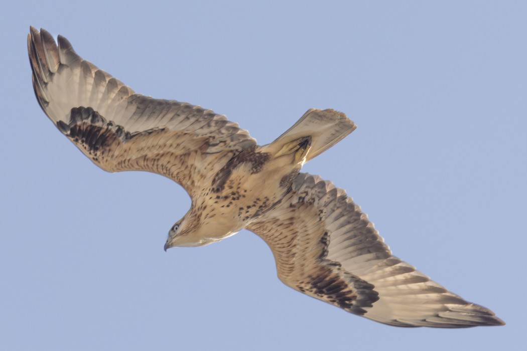 Long-legged Buzzard