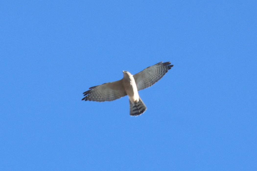 Levant Sparrowhawk