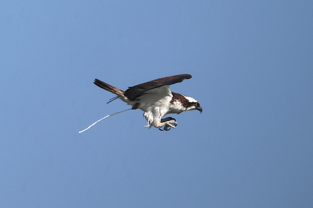 Osprey
