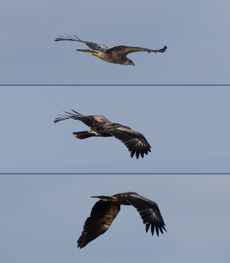 Black Kite
