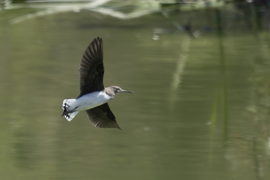 Common Sandpiper