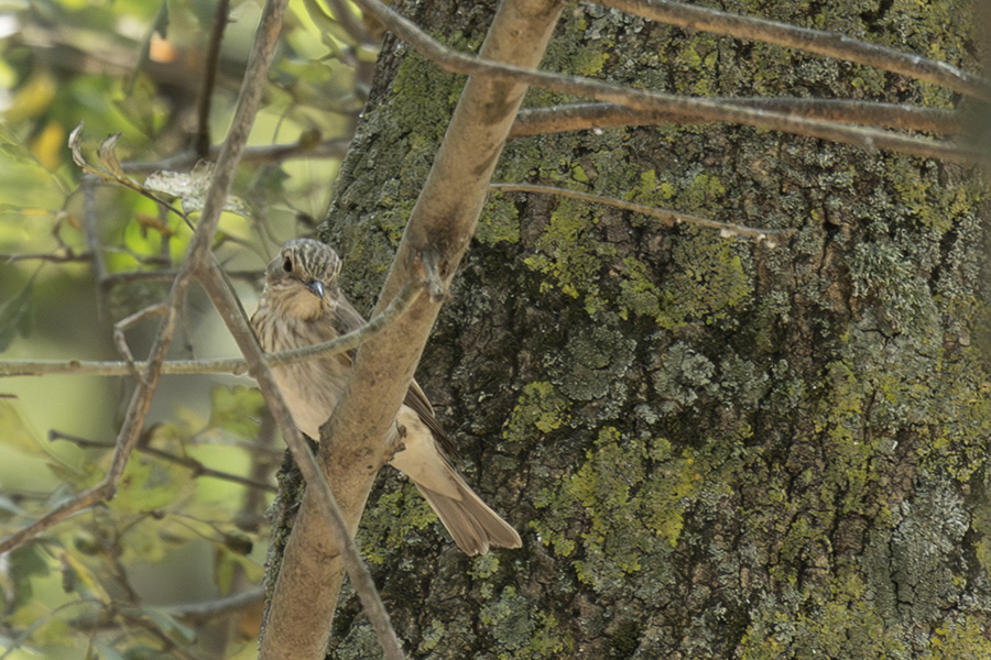 Spotted Flycatcher