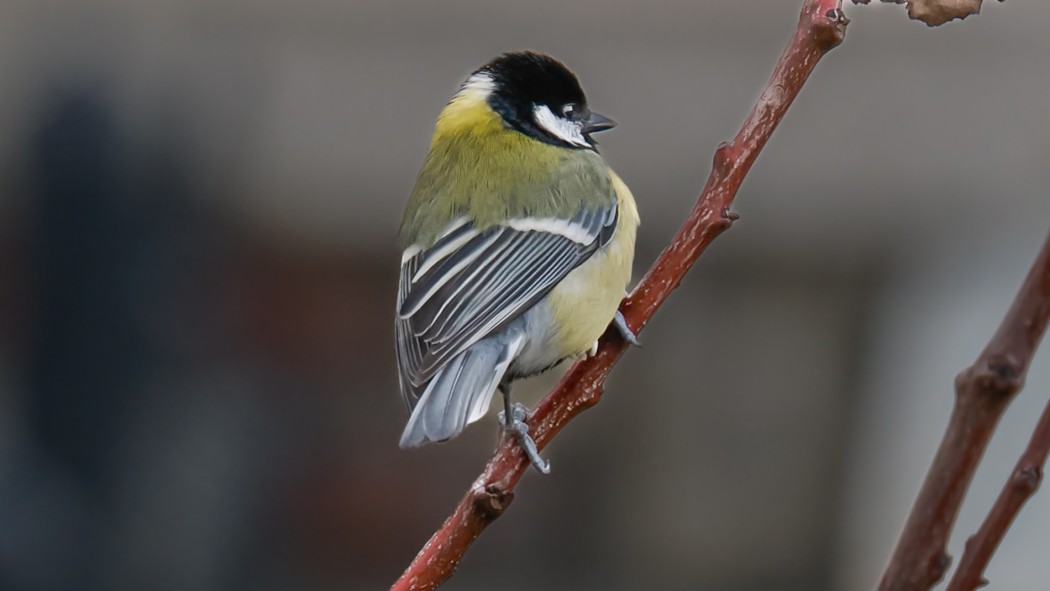 Great Tit