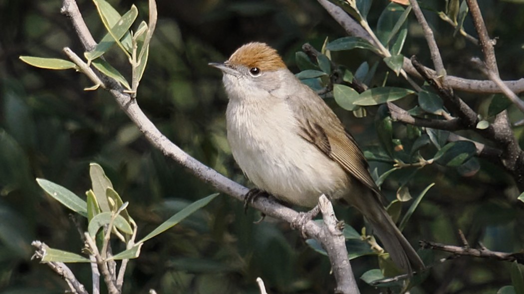 Eurasian Blackcap