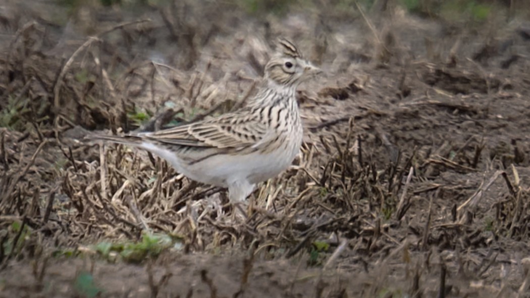 Eurasian Skylark
