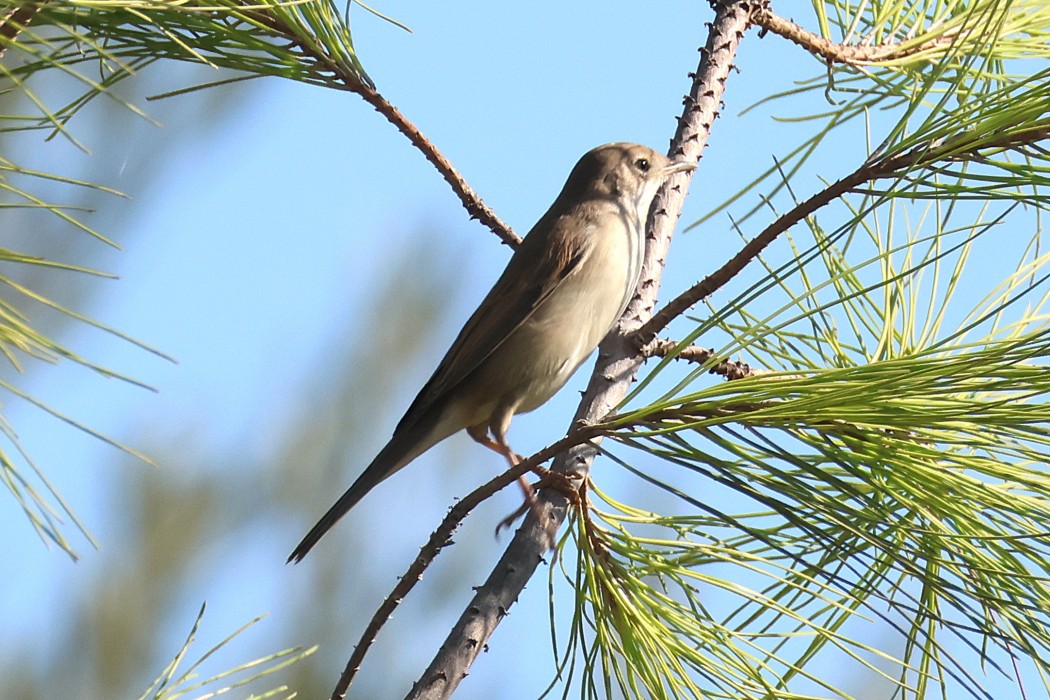Garden Warbler