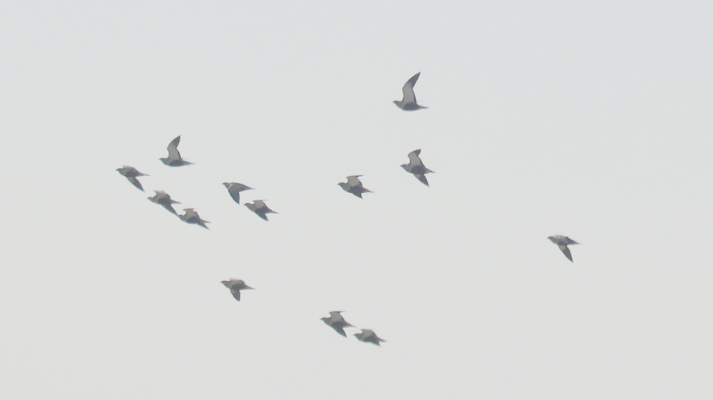 Black-bellied Sandgrouse