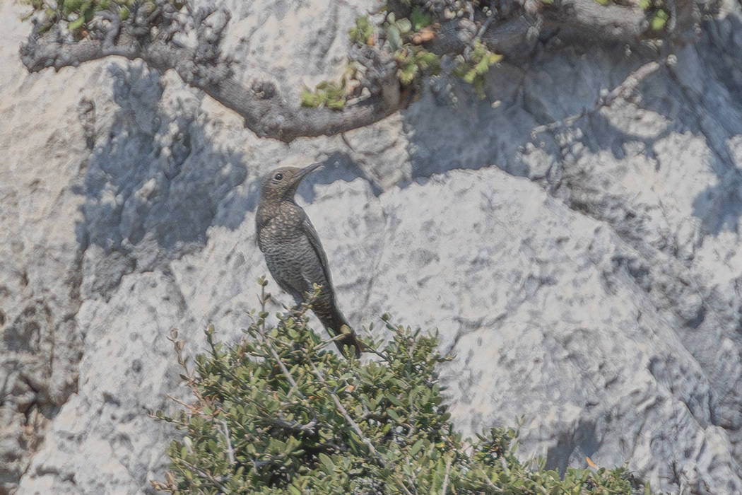 Blue Rock Thrush