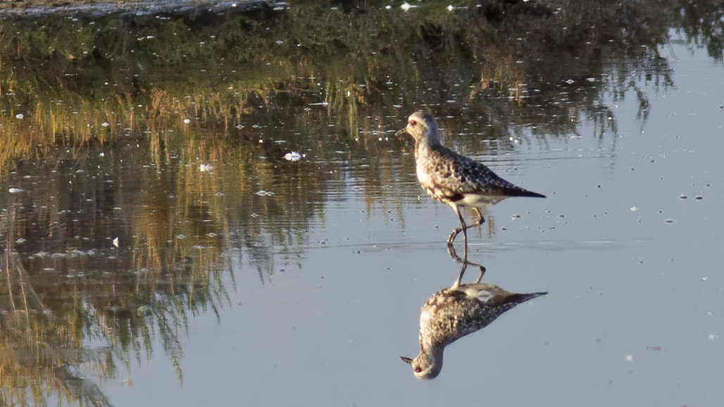 Grey Plover