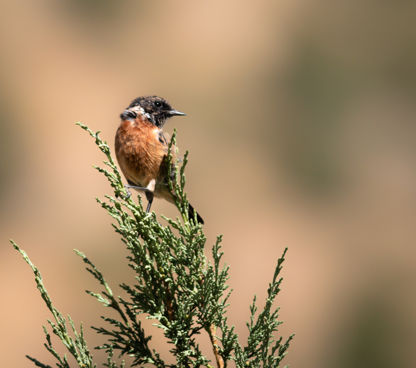 European Stonechat