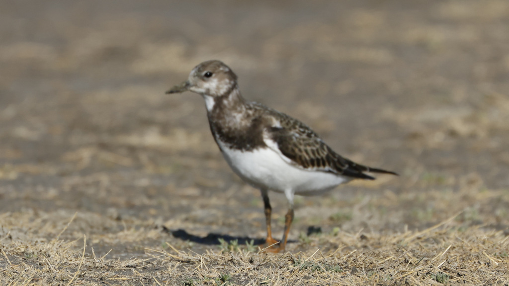 Ruddy Turnstone